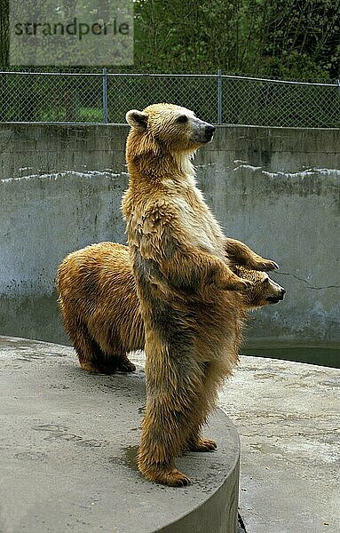 BRAUNBÄR (ursus arctos)  ERWACHSENER AUF HINTERBeinen  IM ZOO