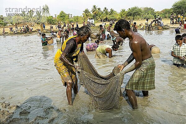 Fischereifest in Venthanpatti in der Nähe von Ponnamaravathy  Bezirk Pudukkottai  Tamil Nadu  Südindien  Inida  Asien. Während der Sommersaison  wenn das Wasser des Sees auf ein Minimum gesunken ist  versammeln sich alle Bewohner des Dorfes in diesem Seegebiet  um in einer günstigen Zeit Fische zu fangen. Sie können die Fische fangen  wie sie wollen  indem sie ein Fischerfest feiern