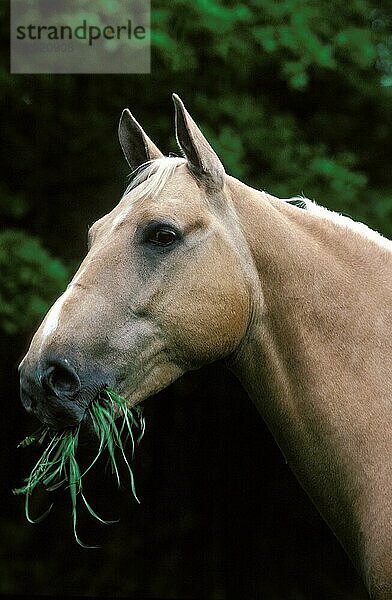 Quarter Horse  Erwachsene fressen Gras