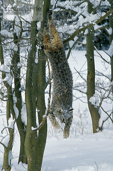 BOBCAT (lynx rufus)  ERWACHSENER SPRINGT VOM BAUM  KANADA