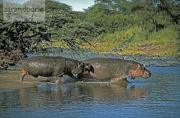 Flusspferd (Hippopotamus amphibius)  Erwachsener im Fluss  Masai Mara Park in Kenia