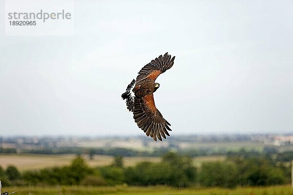 HARRIS HAWK (parabuteo unicinctus)  ERWACHSENE IM FLUG