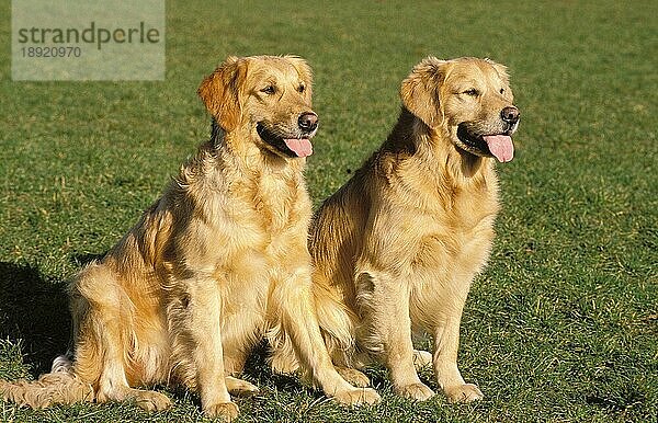 GOLDEN RETRIEVER HUND  ERWACHSENE SITZEN IM GRAS