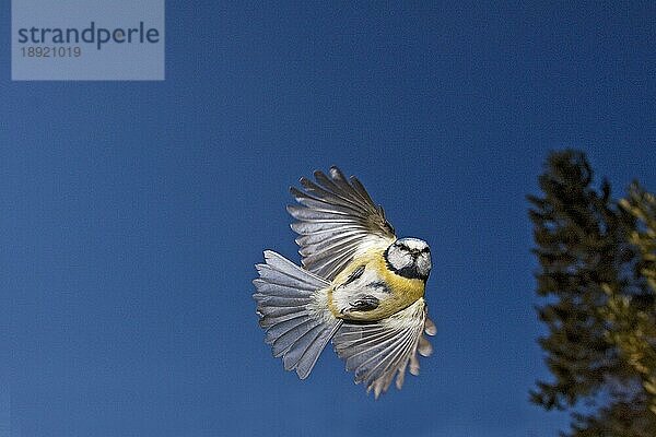 Blaumeise (parus caeruleus)  Erwachsener im Flug  Normandie