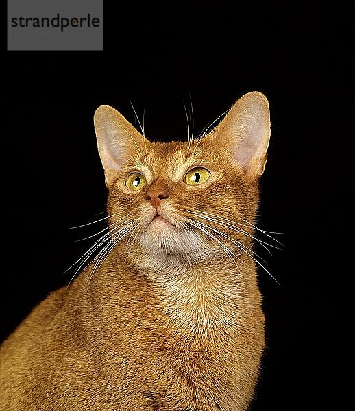 Rote Abessinier-Hauskatze  Porträt vor schwarzem Hintergrund