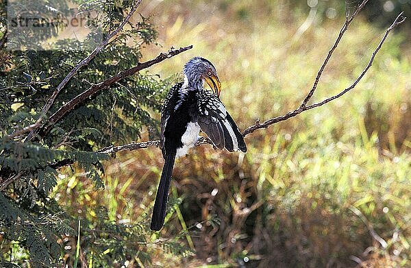 Gelbschnabel-Hornvogel (tockus flavirostris)  ERWACHSENER  KENIA