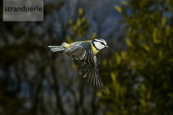 Blaumeise (parus caeruleus)  Erwachsener im Flug  Normandie