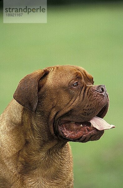 Bordeaux-Mastiff-Hund  Porträt eines Erwachsenen mit herausgestreckter Zunge