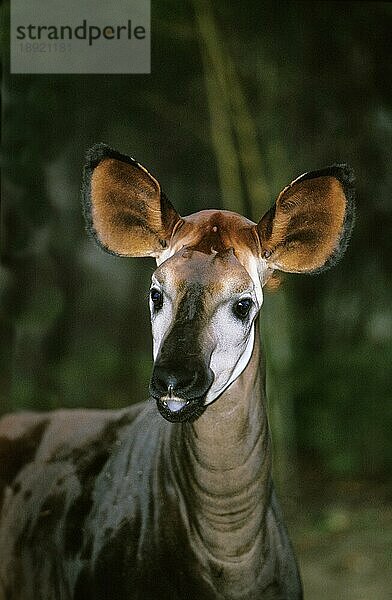Okapi (okapia johnstoni)  Porträt eines Erwachsenen
