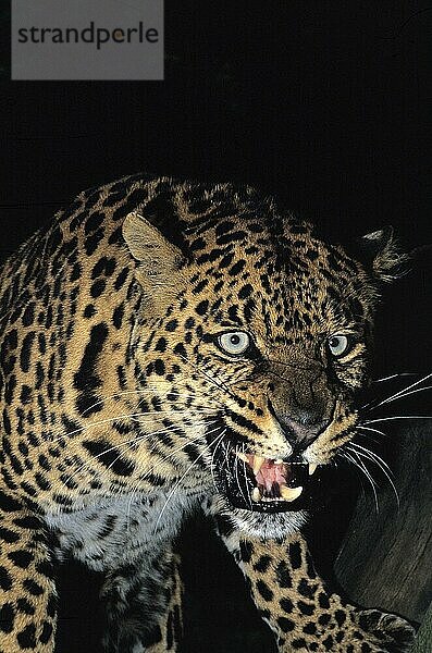 Leopard (panthera pardus)  Porträt eines Erwachsenen in Verteidigungshaltung