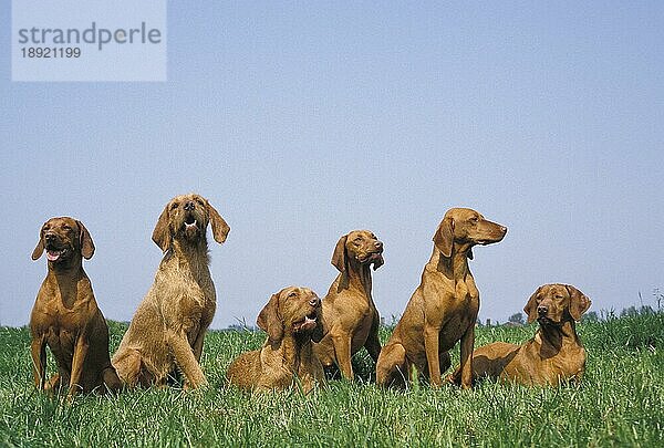 Ungarischer Pointer oder Vizsla Hund  Erwachsene stehend auf Gras