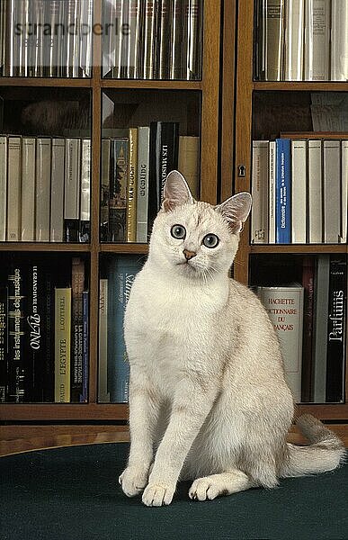 BURMILLA-KATZE  ERWACHSEN  SITZT VOR EINEM BÜCHERREGAL