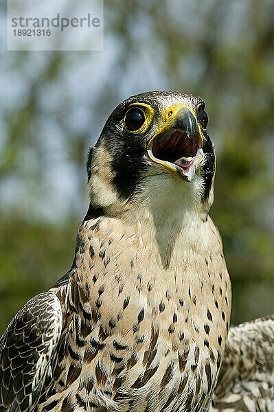 Wanderfalke (falco peregrinus)  Erwachsener Ruf  Normandie