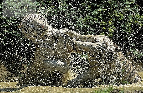 Weißer Tiger (panthera tigris)  Erwachsene  die im Wasser kämpfen