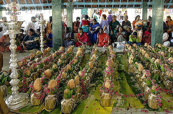 Pooja-Puja für verzierte Messingtöpfe während des Vinayak Chaturthi Ganesh Chaturthi Festes im Sri Karpaga Vinayakar Tempel in Pillaiyarpatti in der Nähe von Karaikudi  Tamil Nadu  Südindien  Indien  Asien