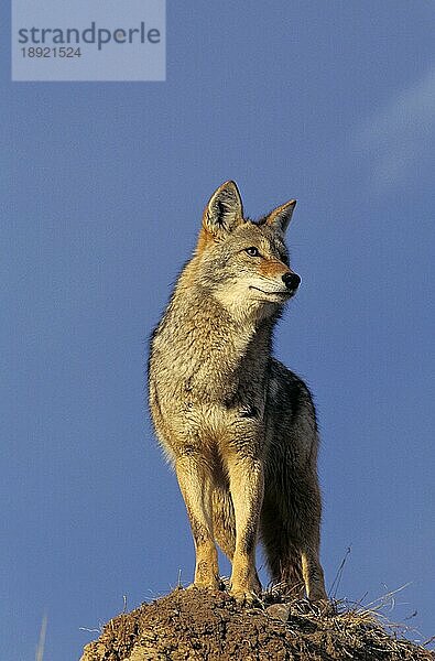 Kojote (canis latrans)  Erwachsener auf Felsen  Montana