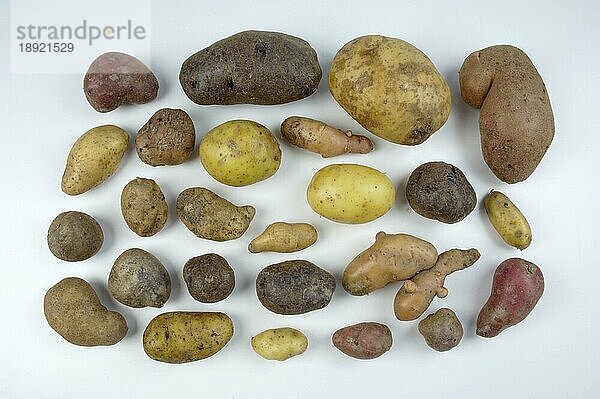 Several kind of Potatoes  Diverse Sorten Kartoffeln (Solanum tuberosum)  innen  Studio
