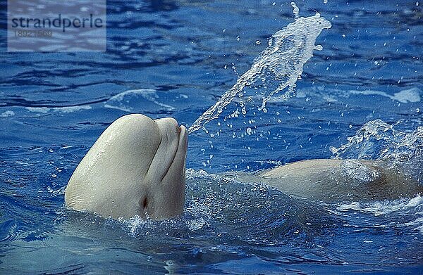 Belugawal oder Weißwal (delphinapterus leucas)  Erwachsener planscht im Wasser