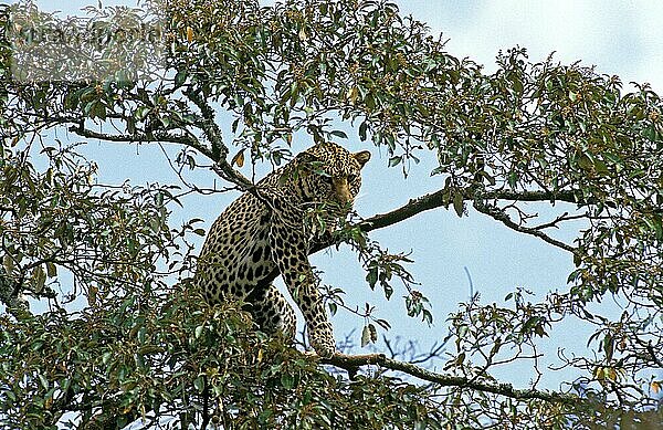 LEOPARD (panthera pardus)  ERWACHSENER IM BAUM STEHEND  KENIA