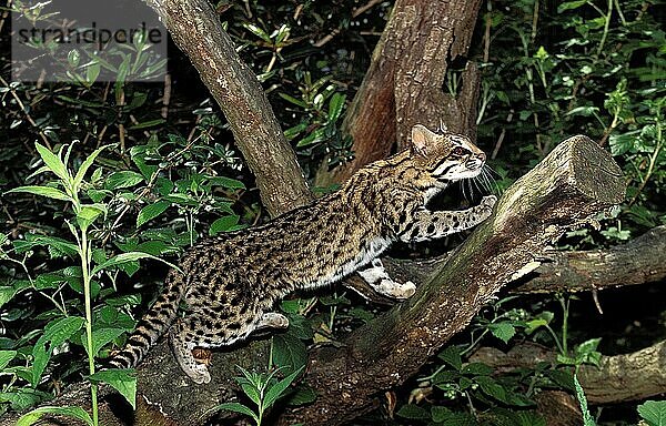 TIGERKATZE ODER Nördliche Tigerkatze (leopardus tigrinus)  ERWACHSENER AUF DEM BRANSCH STEHend