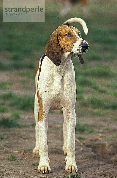 Großer ANGLO-FRANZÖSISCHER DREIFARBENHUND  ERWACHSEN