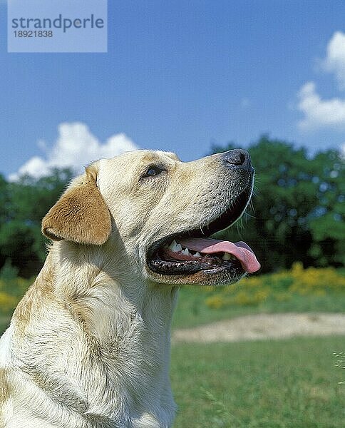 Gelber Labrador Retriever  Erwachsener mit heraushängender Zunge