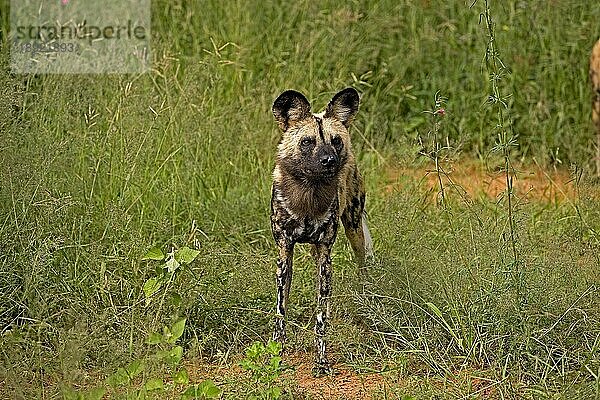 AFRIKANISCHER WILDHUND (lycaon pictus)  ERWACHSENER AUF GRAS STEHEND  NAMIBIA