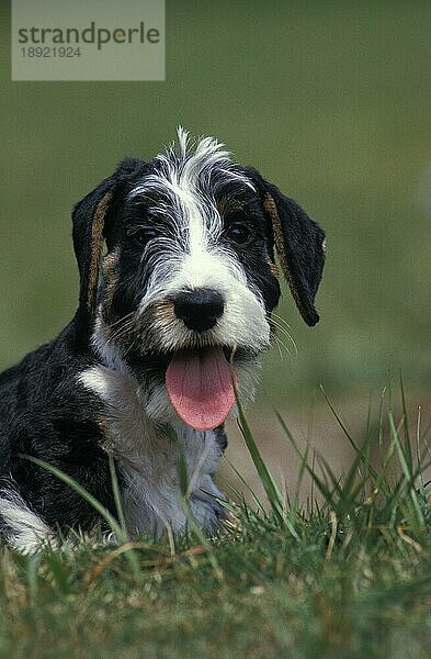 CESKY HUND  PORTRAIT EINES ERWACHSENEN MIT HERAUSGESTRECKTER ZUNGE