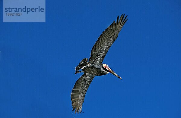 Brauner Pelikan (pelecanus occidentalis)  Erwachsener im Flug  Perou