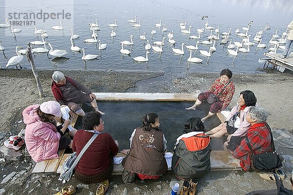 Japanerinnen baden Füße in heißer Quelle  Singschwäne (Cygnus cygnus)  Kussharo-See  Hokkaido  Japan  Asien