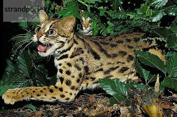 Leopardkatze (prionailurus bengalensis)  FEMALE SNARLING ZUM SCHUTZ DER JUGEND
