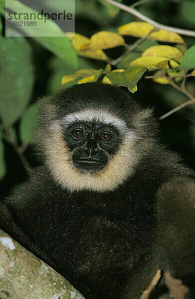 Grauer Gibbon (hylobates muelleri)  Porträt eines Erwachsenen  Borneo