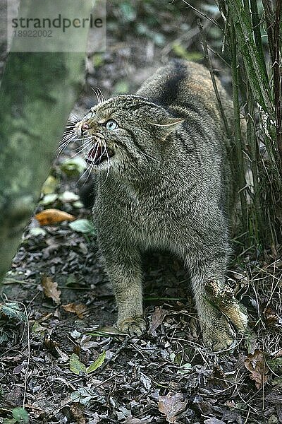 Europäische Wildkatze (felis silvestris)  erwachsen  knurrend  in Verteidigungshaltung