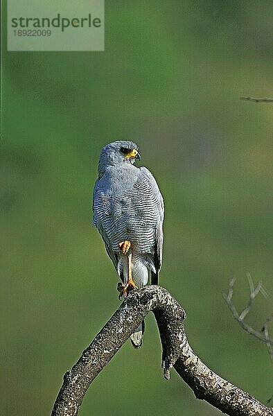 Blasser Singhabicht (melierax canorus)  Erwachsener auf Ast  Kenia  Afrika