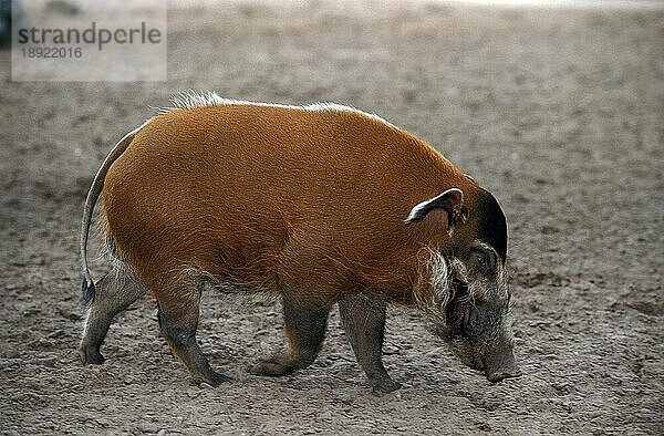 Rotes Flussschwein (potamochoerus porcus)  erwachsen