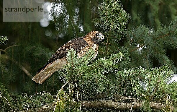 Rotschwanzbussard (buteo jamaicensis)  ERWACHSENER AUF BRANSCH STEHEND