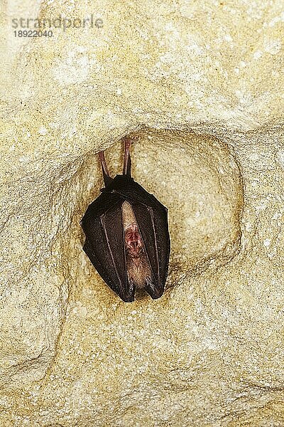 Große Hufeisennase (rhinolophus ferrumequinum)  ERWACHSENER HIBERIERT IN EINER HÖLLE  NORMANDY IN Frankreich