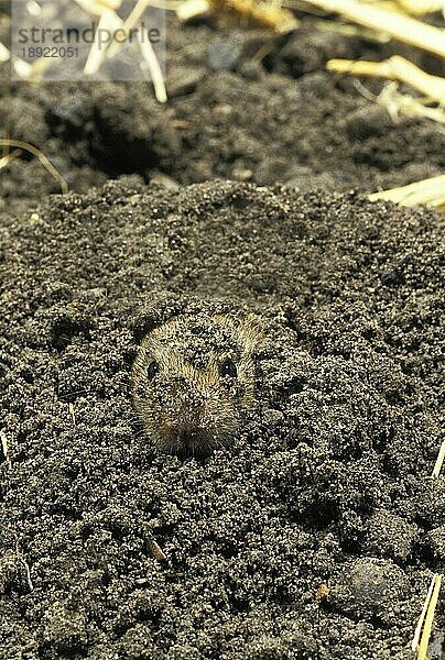 Wühlmaus (microtus arvalis)  Kopf eines aus dem Boden kommenden Erwachsenen