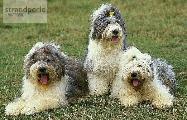 Bobtail-Hund oder Old English Sheepdog  Erwachsene liegen auf Gras