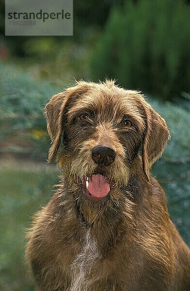 Pudelpointerhund  Portrait eines Erwachsenen