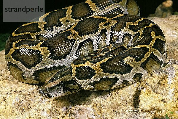 Indischer Python (python molurus)  Erwachsener auf Fels