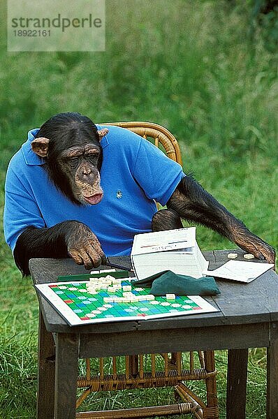 CHIMPANZEE (pan troglodytes)  ERWACHSENER SPIELT SCRABBLE  VERKLEIDET FÜR DEN FILM