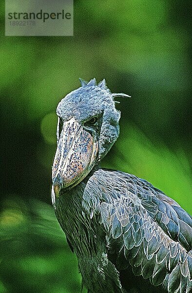 Schuhschnabel-Storch (balaeniceps rex) oder Wal-Kopf-Storch  Portrait eines Erwachsenen