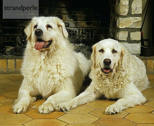 Polnischer Tatra-Schäferhund  Erwachsene liegen vor dem Kamin