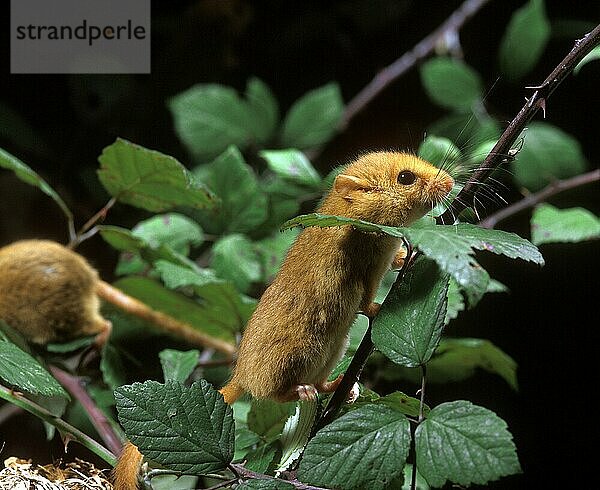 Haselmaus (muscardinus avellanarius)  ERWACHSENER STEHEND IM BRAMMEN