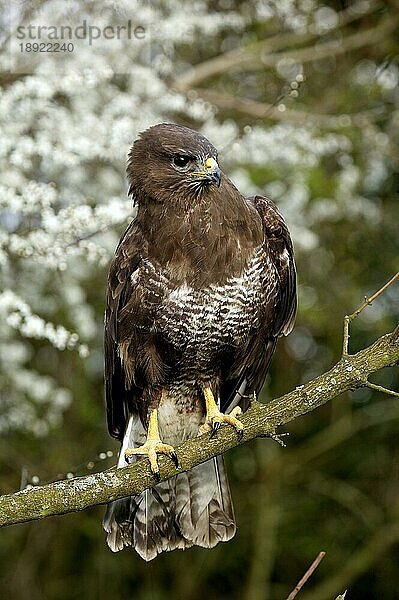 Mäusebussard (buteo buteo)  Erwachsener auf Ast  Normandie