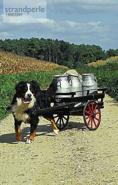 BERNER SENNENHUND  ERWACHSEN  ZIEHT EINEN WAGEN MIT MILCHKANNE