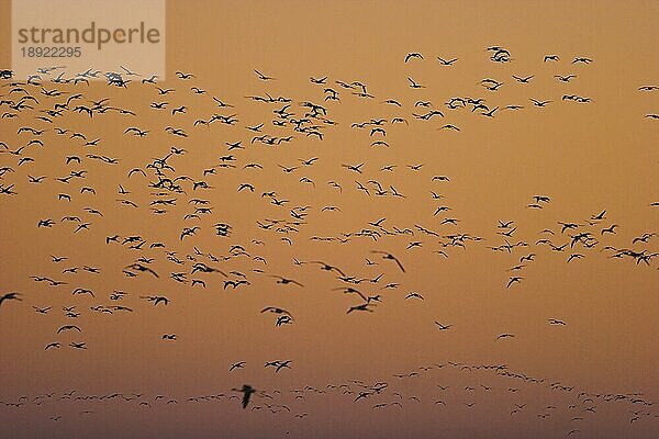 Rosaflamingos (Phoenicopterus ruber roseus) in der Abenddämmerung  Namibia  Afrika