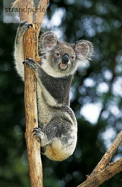 KOALA (phascolarctos cinereus)  ERWACHSENER HÄNGEND AM BRANSCH