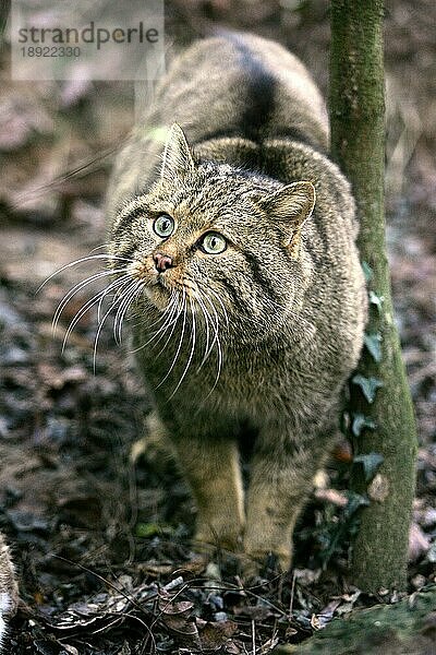 Europäische Wildkatze (felis silvestris)  erwachsen